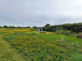 Meadow field