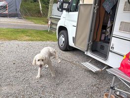 Barney the dog had a great holiday, even when tangled up