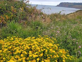 Wildflowers