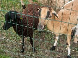 Mini zoo