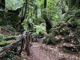 Puzzlewood