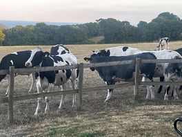 Our friendly and curious neighbours. they like being spoken to :)