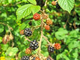 Blackberries.