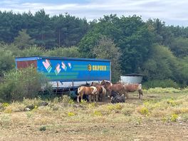 Wild horses