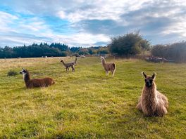 The llamas