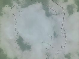 Birds migrating