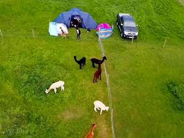 Alpacas