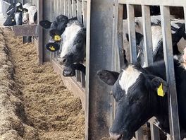 Cows on the farm