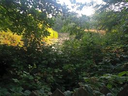 The pond