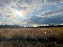 Wildflower camping