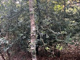 Woods
