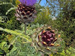Massive thistles