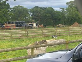 One of the many animals to be on site with