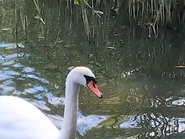 Swan on the lake