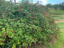 Lots of bushes and trees for shade