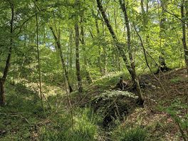 Forest walk