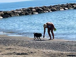 Hunden får vara på beachen
