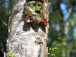 Forest man trail