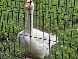 Grumpy goose! he's super cute