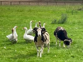 New friends.