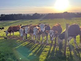 Friendly neighbours.