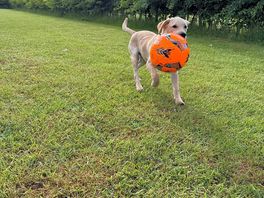 Dog field