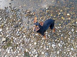 Ma chienne profite du sejour