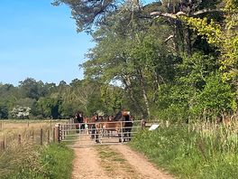 Wild horses