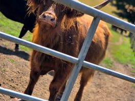 Highland bull