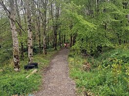 Enjoying the forest