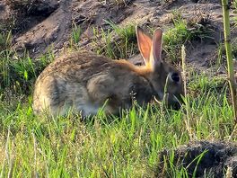 Rabbits
