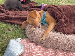 Very relaxed dogs