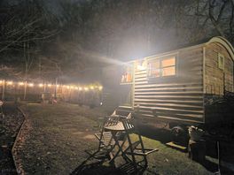 Oak and stars at night