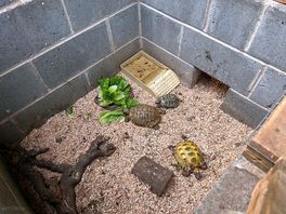 Tortoise!