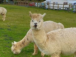 Beautiful alpacas