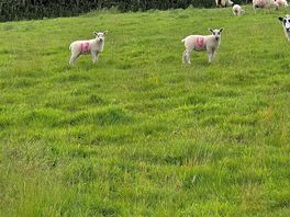 Sheep