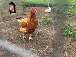 Chicken