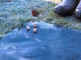 Robin with shortbread.