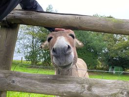 The very friendly donkey.