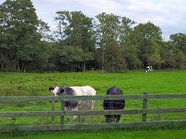 Lovely neighbours and very quiet surprisingly