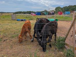 Calves for beef 😍
