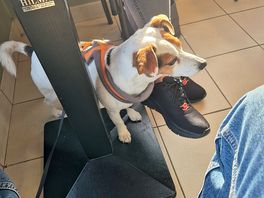 Dog friendly restaurant