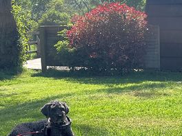 Dottie enjoying her surroundings