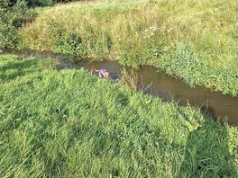 Stream running through the site.