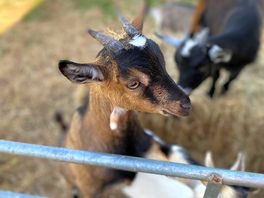 Friendly goats.