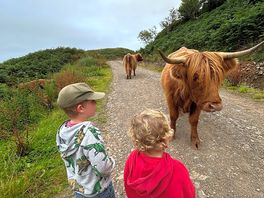 Friendly highlands cows on the path behind the campsite.