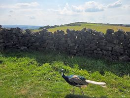 Peacock