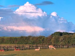 Alpacas from the tent