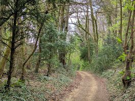 Woodland walk
