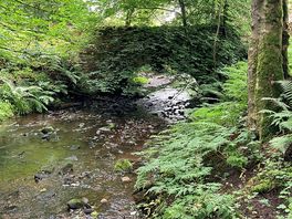 Woodland walk